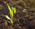 soil improvement